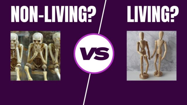 What is alive? Telling living beings from things